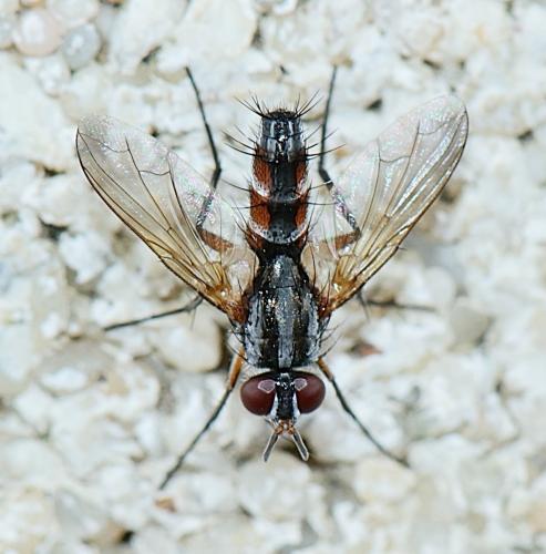 Réf. 308 998 : Mintho rufiventris
